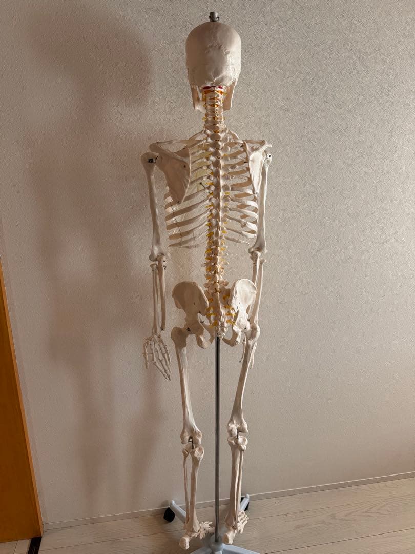 170cm 人体模型 可動関節　等身大　医療用