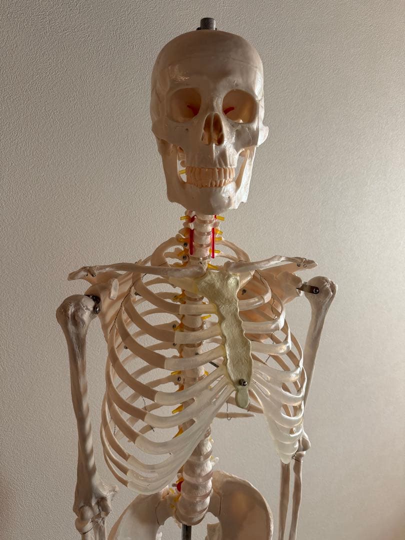 170cm 人体模型 可動関節　等身大　医療用