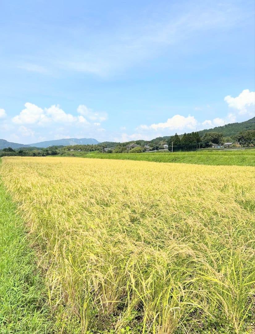 1 令和7年 自然栽培米 亀の尾20kg玄米