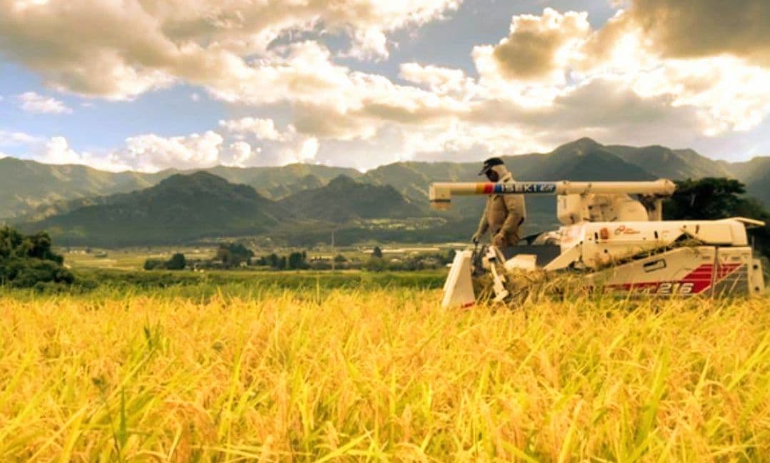 1 令和7年 自然栽培米 亀の尾20kg玄米