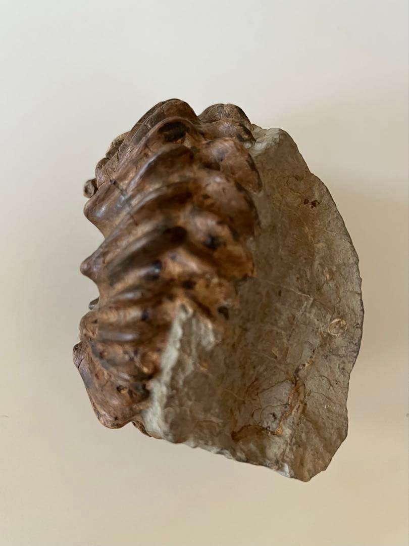 アンモナイト化石