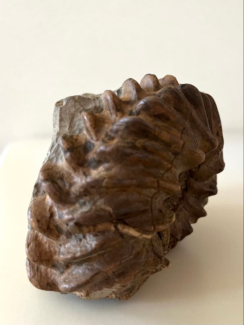 アンモナイト化石