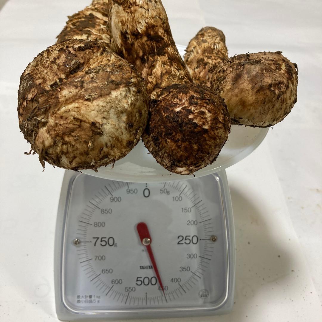 岩手県産　松茸　440g