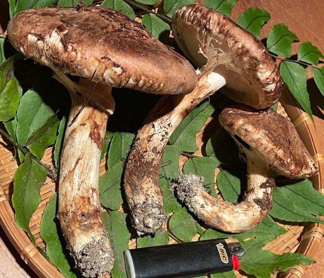 南信州産松茸　10/13夕方採り225g