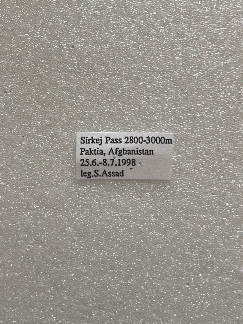 【ペア購入できます】パルナシウス・イノピナツ（1メス、アフガニスタン）