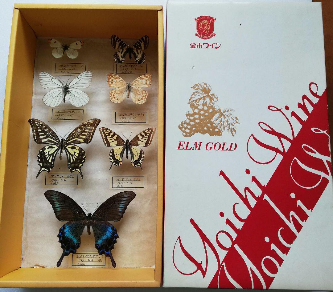 【蝶標本】北海道　7種類