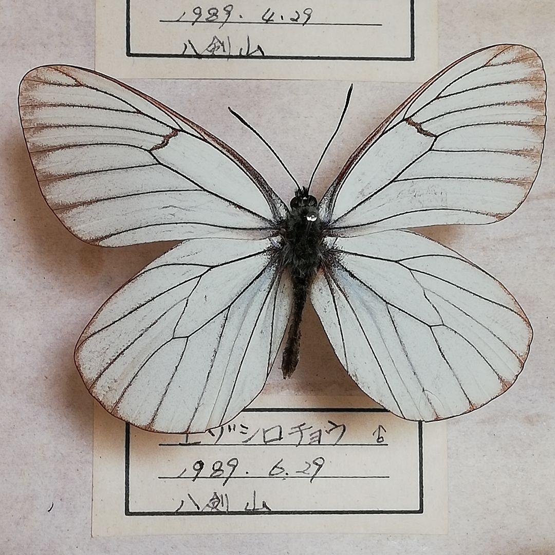 【蝶標本】北海道　7種類