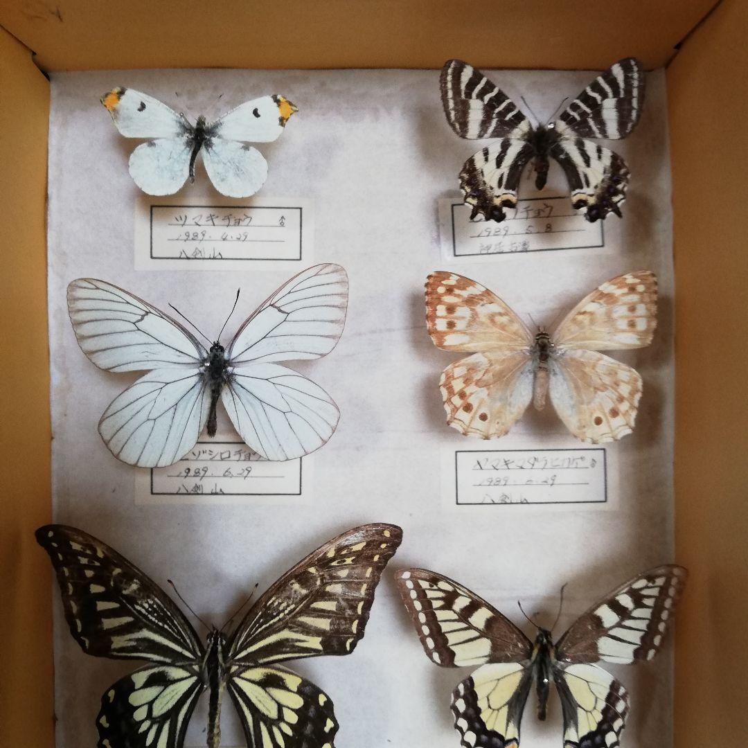 【蝶標本】北海道　7種類