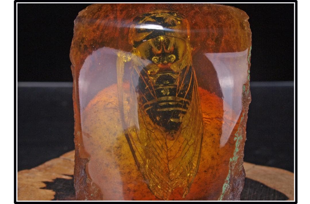 中国時代の化石　天然琥珀サソリ※骨董品 古美術 DE1649D4-2