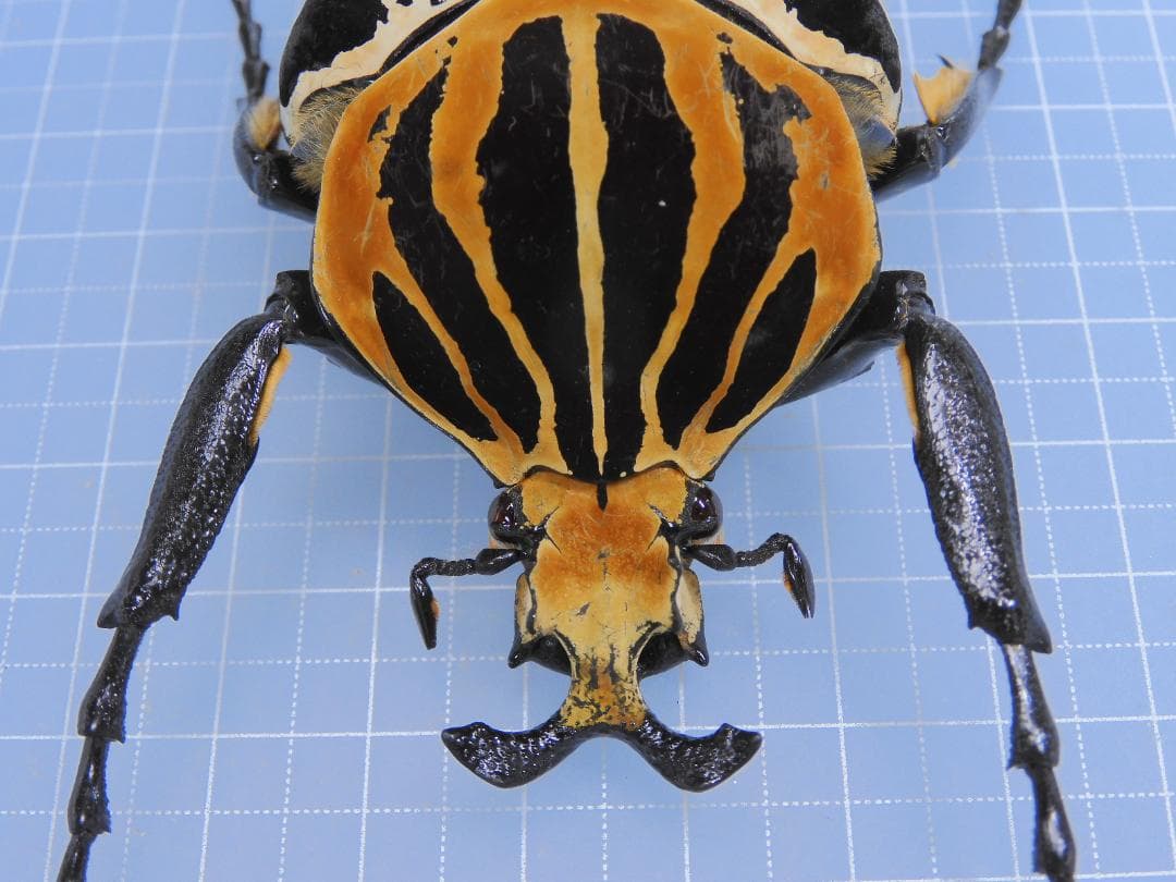 標本 Goliathus cacicus 85mm