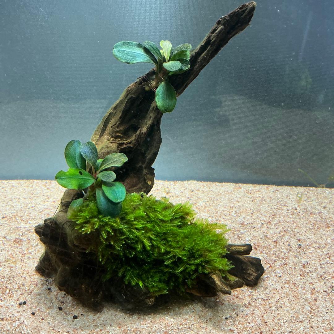 【第四種郵便】ジャイアント南米モス活着ティア付流木12cmとピンナ流木