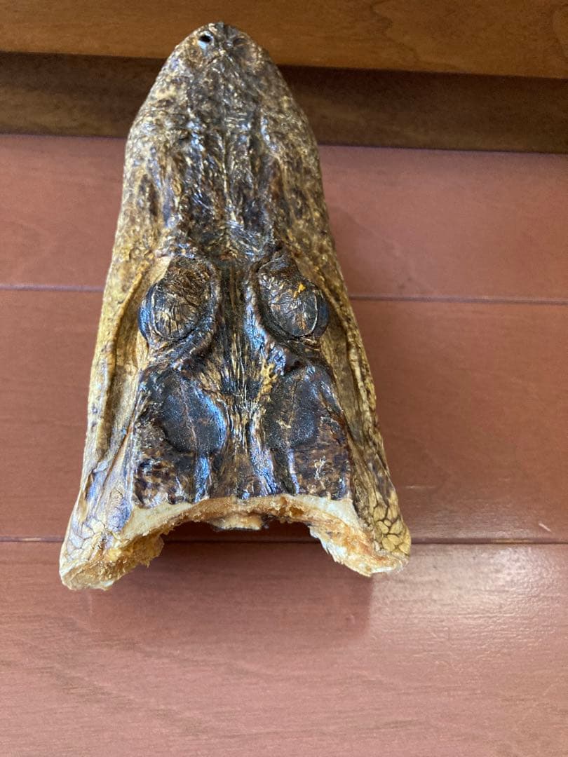 ワニ　カイマン　アリゲーター　頭部