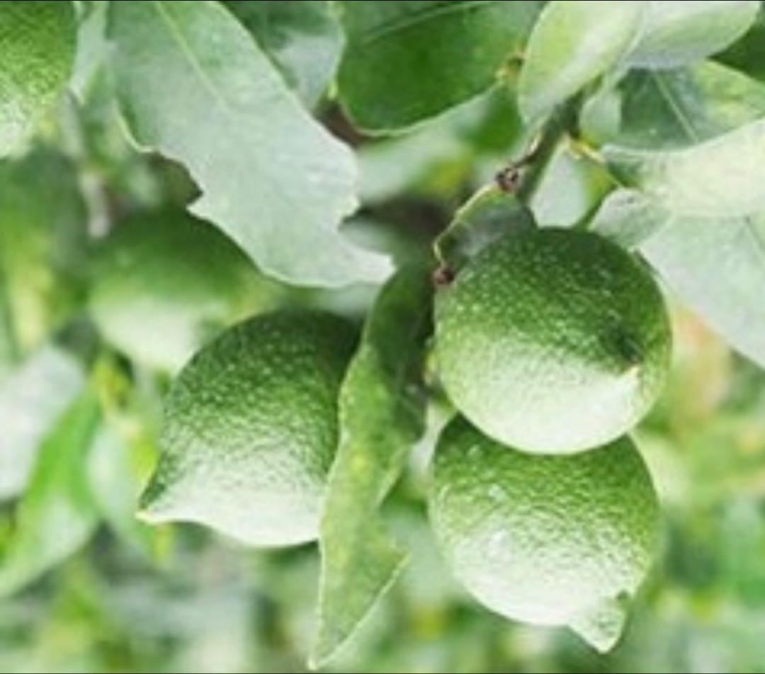 国産瀬戸田レモン..10kg