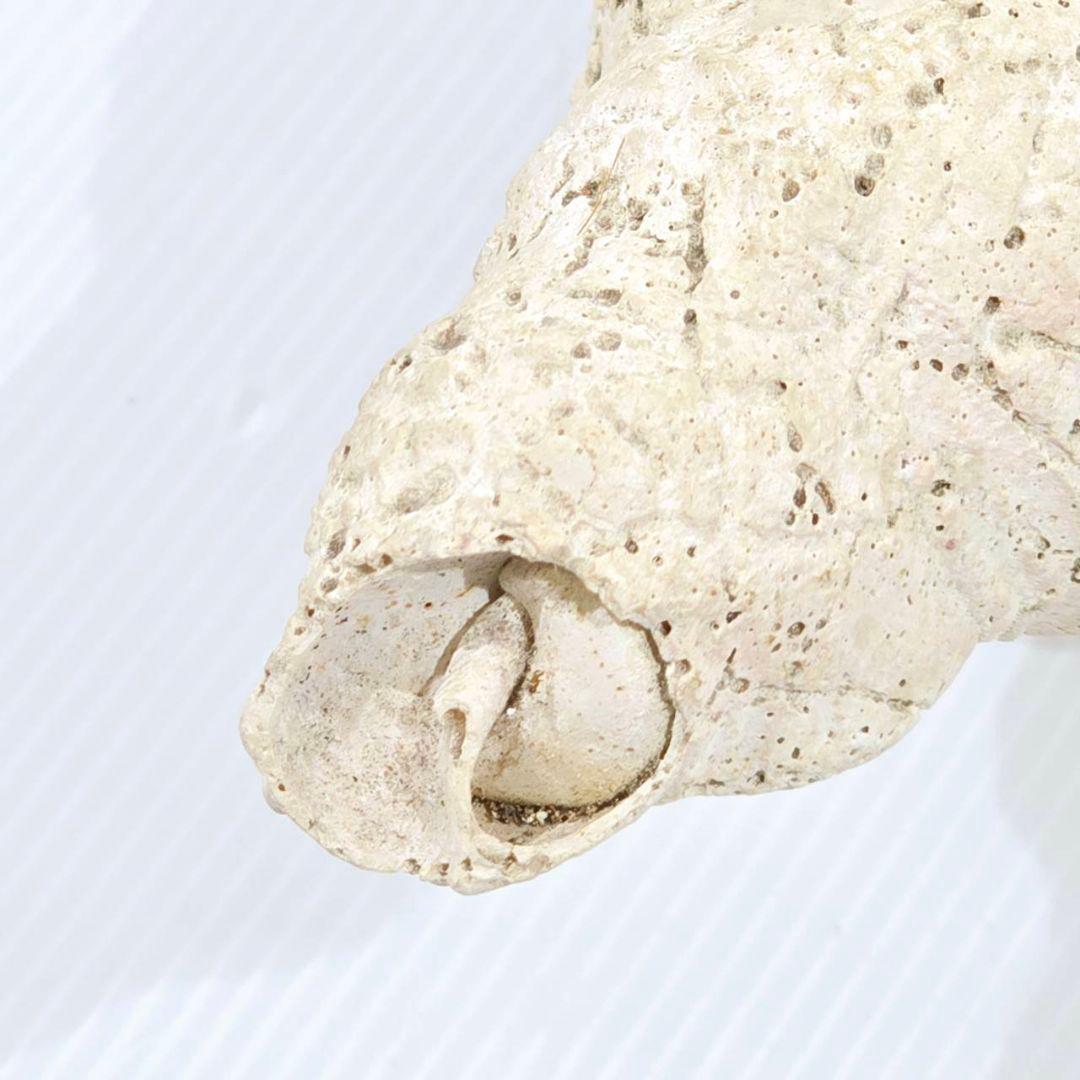 法螺貝 魔除け ほら貝 ホラ貝 40cm 巨大 オブジェ