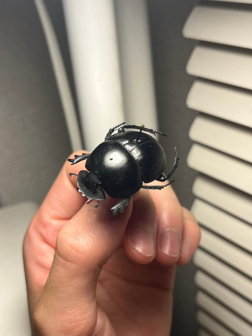 【35mm】ピンポンタマオシコガネ 飛べないフンコロガシ オオニジダイコクコガネ