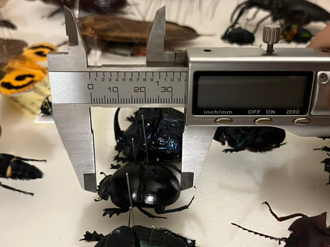 【35mm】ピンポンタマオシコガネ 飛べないフンコロガシ オオニジダイコクコガネ