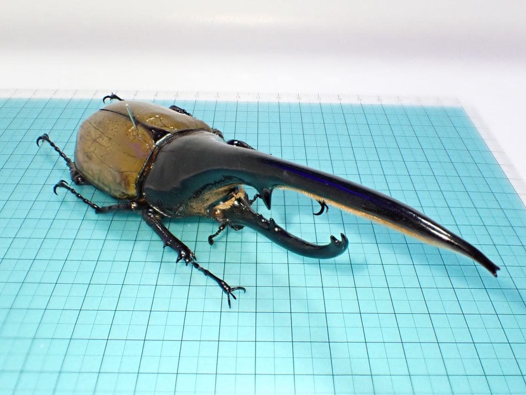 【標本】ヘラクレスオオカブトムシ　グアドループ産　156.3ミリ　飼育品