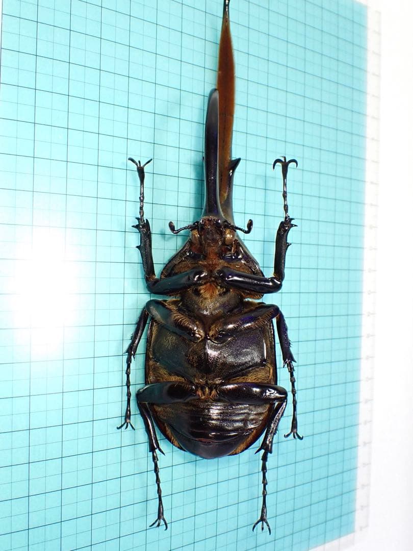 【標本】ヘラクレスオオカブトムシ　グアドループ産　156.3ミリ　飼育品