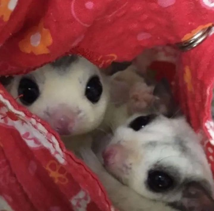 モモンガハウス(ペンギン柄)夏仕様  涼しい夏生地を使用❗️1550円