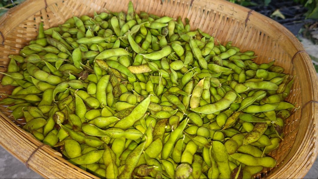 シーズン到来 ５キロです丹波黒豆 黒大豆 黒枝豆 サヤのみ 送料込み