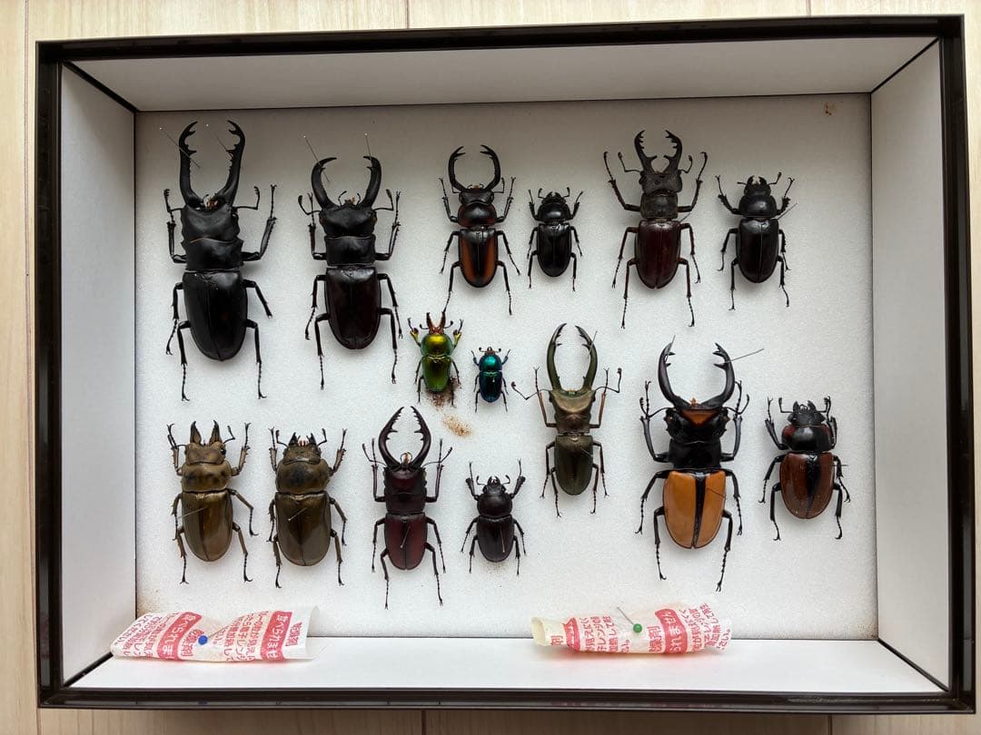 クワガタ標本 セット 標本ケース2個