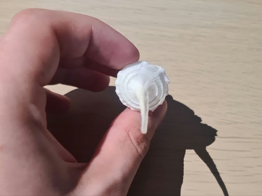 貝殻 Coluzea Juliae