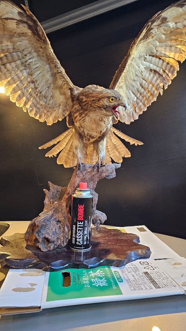 タカ　剥製　美品