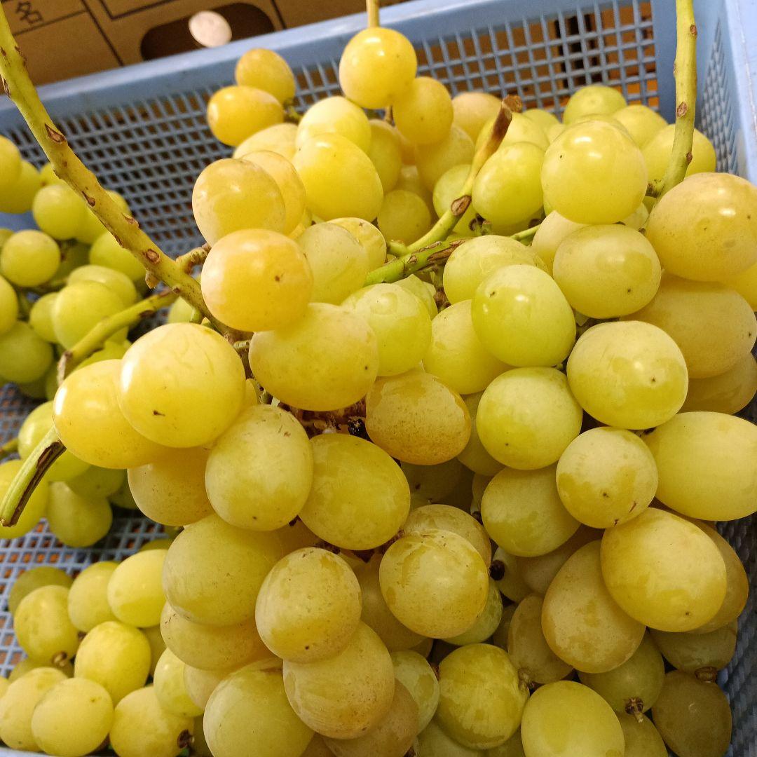 シャインマスカット家庭用訳有り品