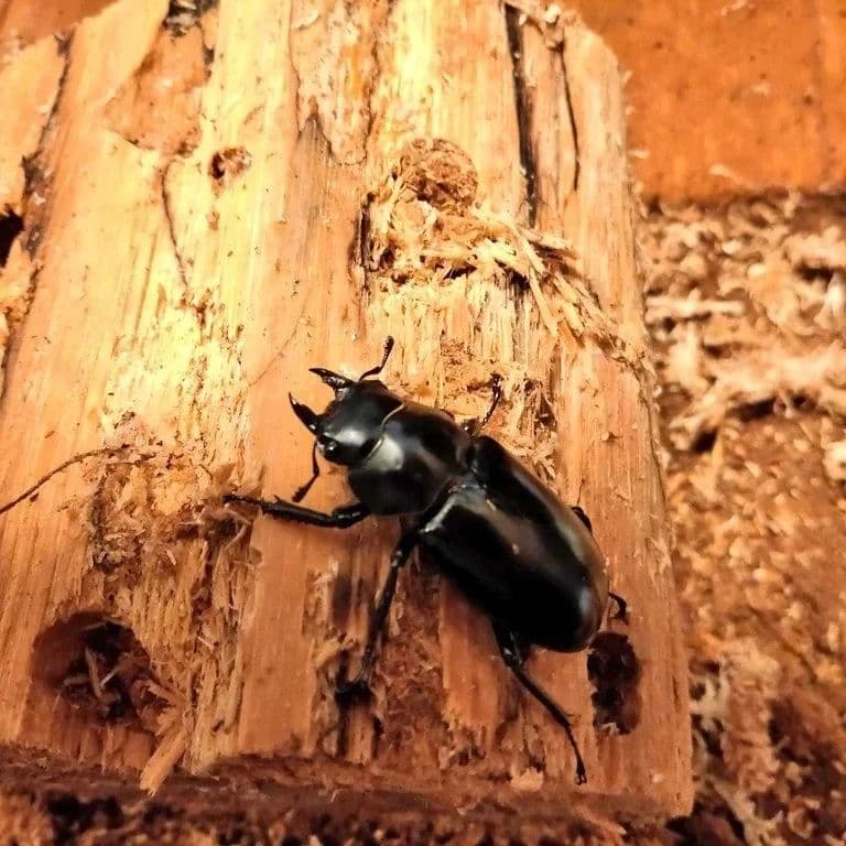 やふおく・BASE等では、飛ぶ様に売れております。バクテリア材 難産種にどうぞ。