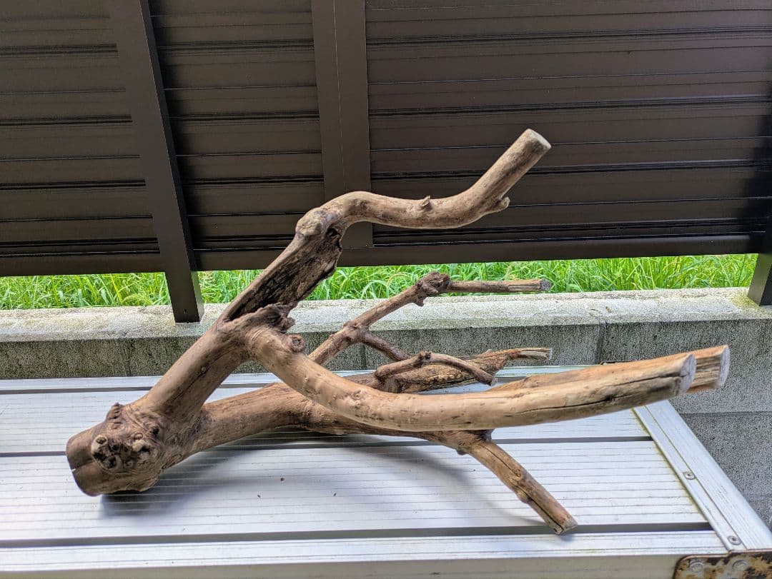 ヤマムラ8点おまとめ　 アク抜き済流木大型　爬虫類登リ木