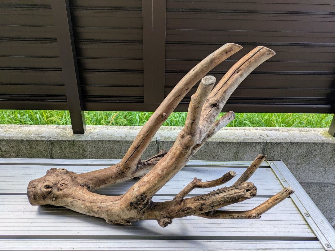 ヤマムラ8点おまとめ　 アク抜き済流木大型　爬虫類登リ木