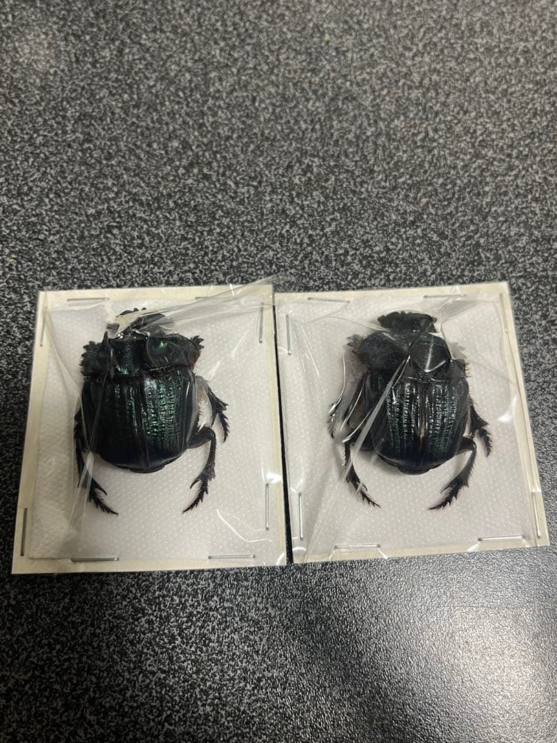 ボナリエンシスオオニジダイコクpr　ブルー系　大型　パッキング標本