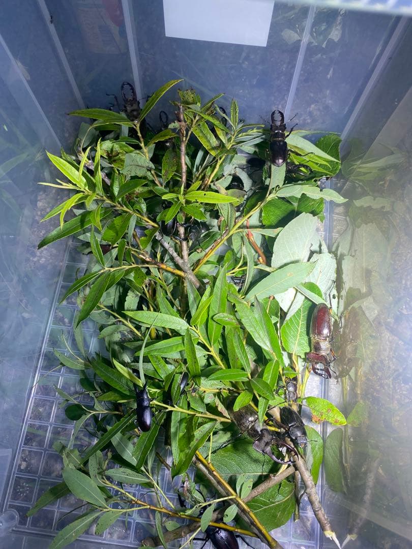 爆光 新品 強力 HID7インチ 110W程度　紫外線強化バルブ 灯火採集に！