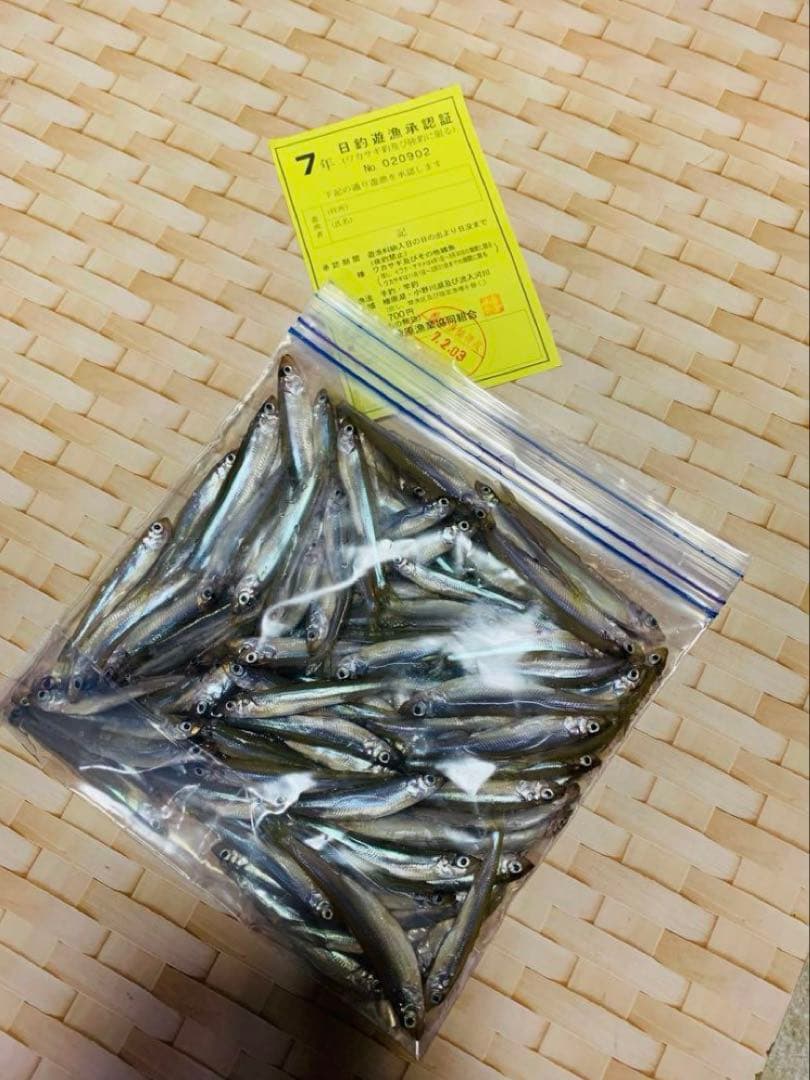 オススメ　ワカサギ釣り　ステンレス穂先　２本 ２００ミリ