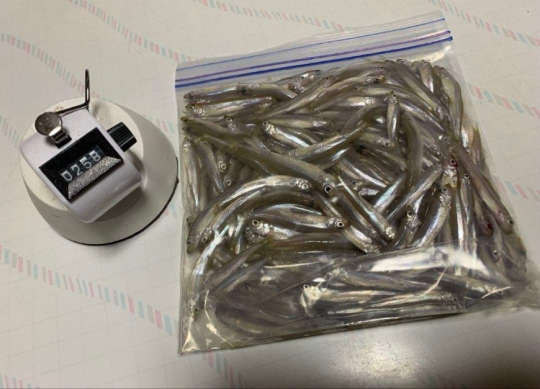 オススメ　ワカサギ釣り　ステンレス穂先　２本 ２００ミリ