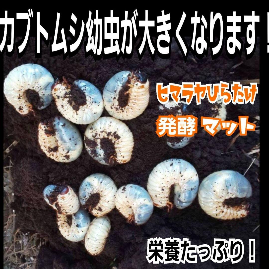 カブトムシ幼虫が大きくなります！ヒマラヤひらたけ発酵マット【6袋】雑虫わかない！