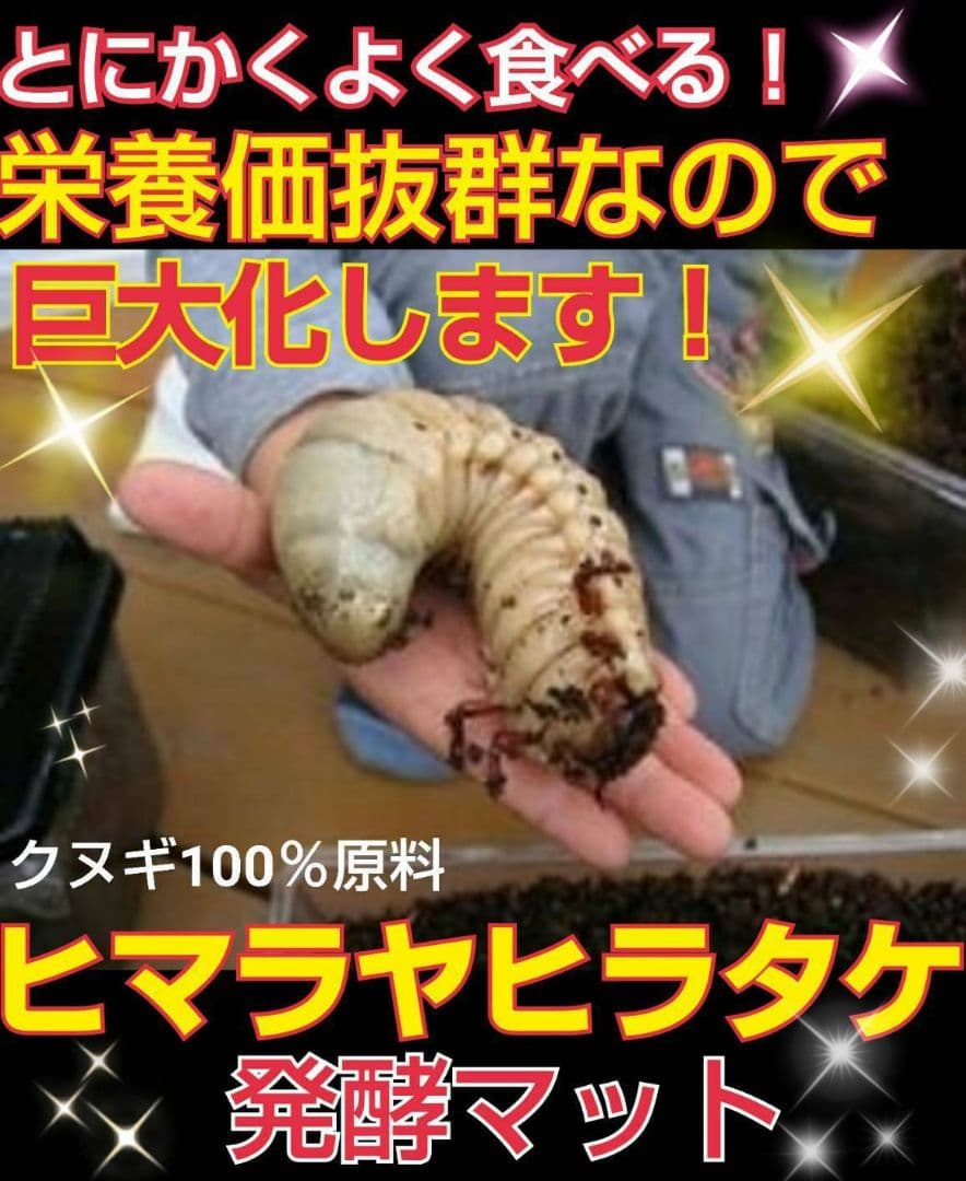 カブトムシ幼虫が大きくなります！ヒマラヤひらたけ発酵マット【6袋】雑虫わかない！