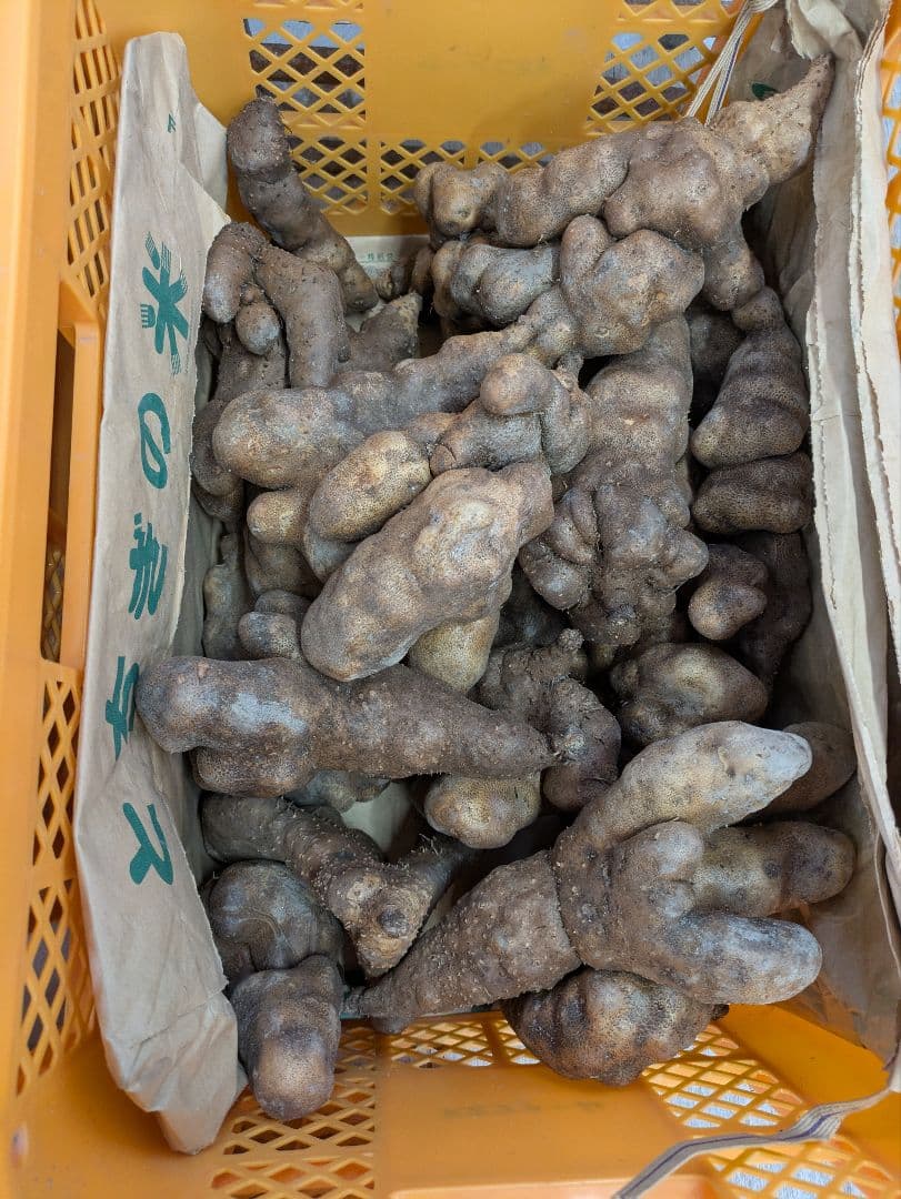 山芋　規格外品　10k