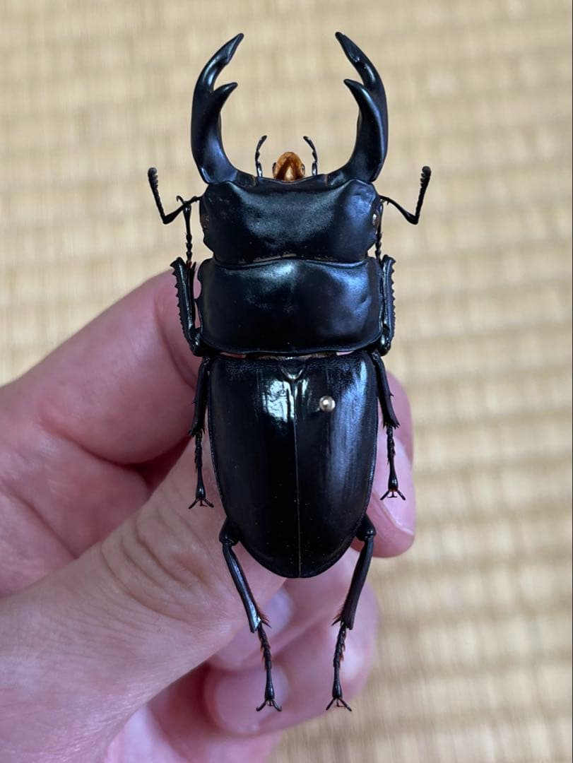 く*ま様 オオクワガタWD 樹液採集個体68㎜