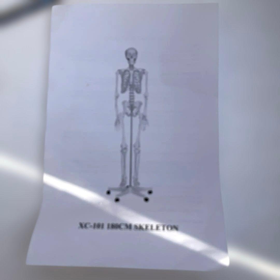 可動関節付き全身骨格模型 等身大約180cmキャスター付き