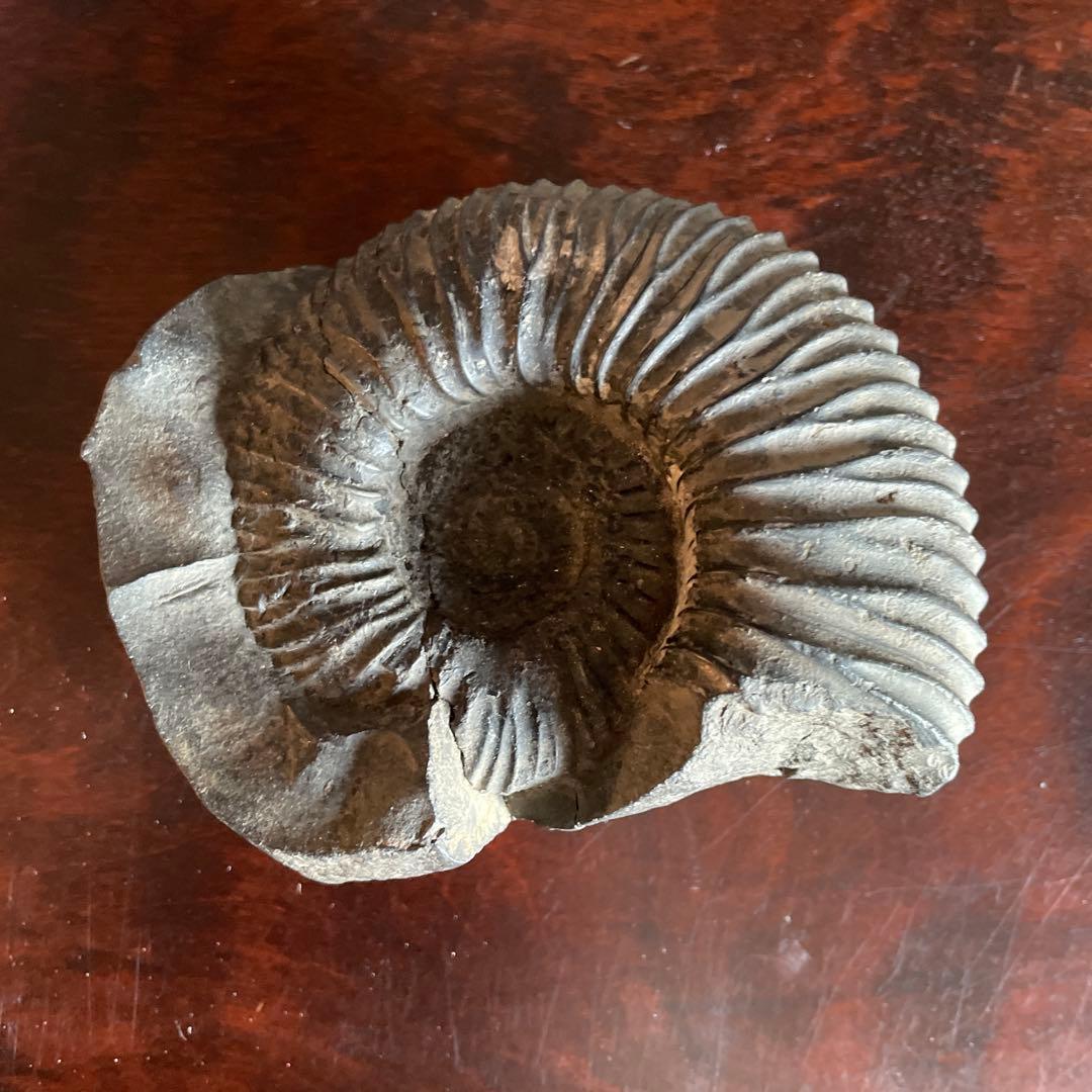 黒色 アンモナイト化石 約10cm