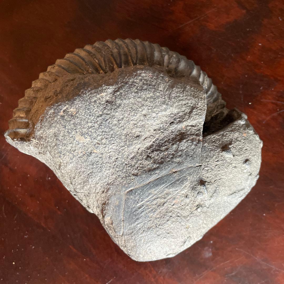 黒色 アンモナイト化石 約10cm