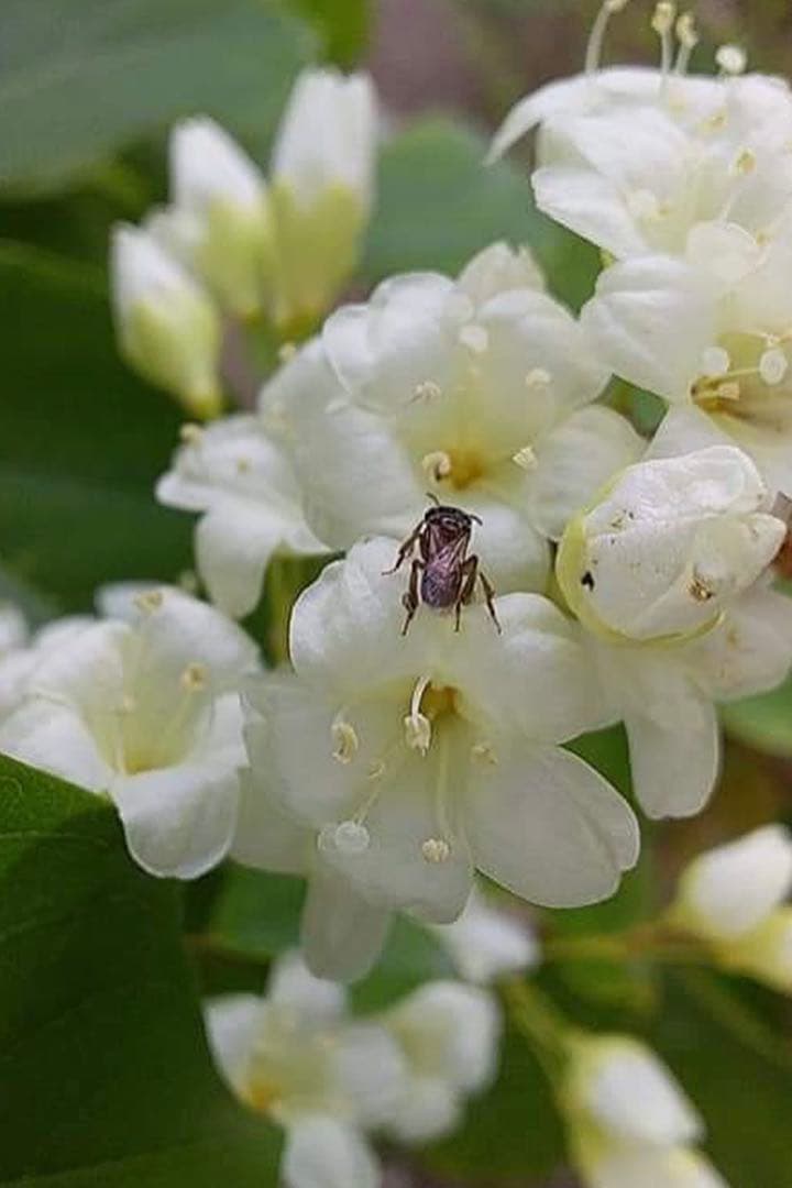 針なしミツバチの蜂蜜、ココナッツシュガー、クサンバの塩、ターメリックパウダー
