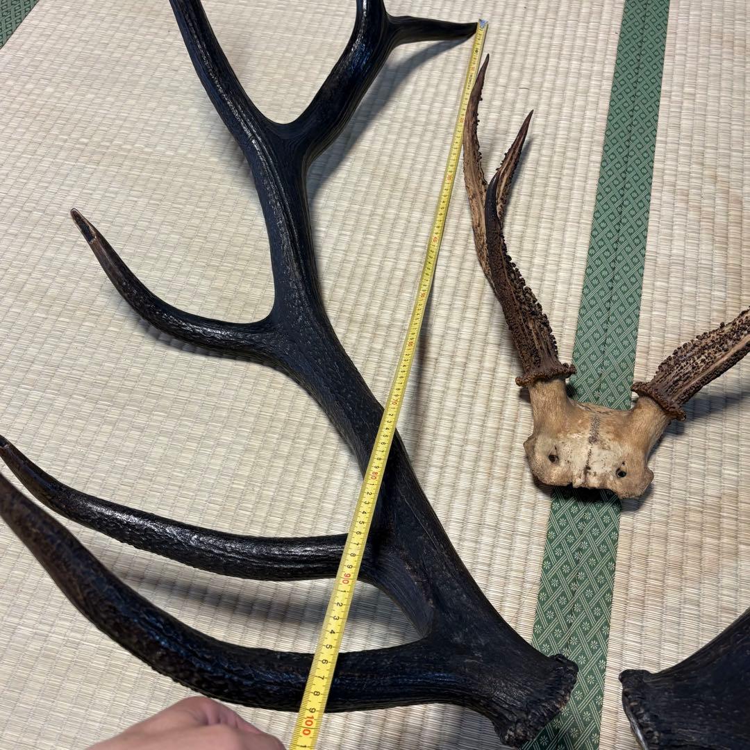 エルク　アカシカ　角　標本