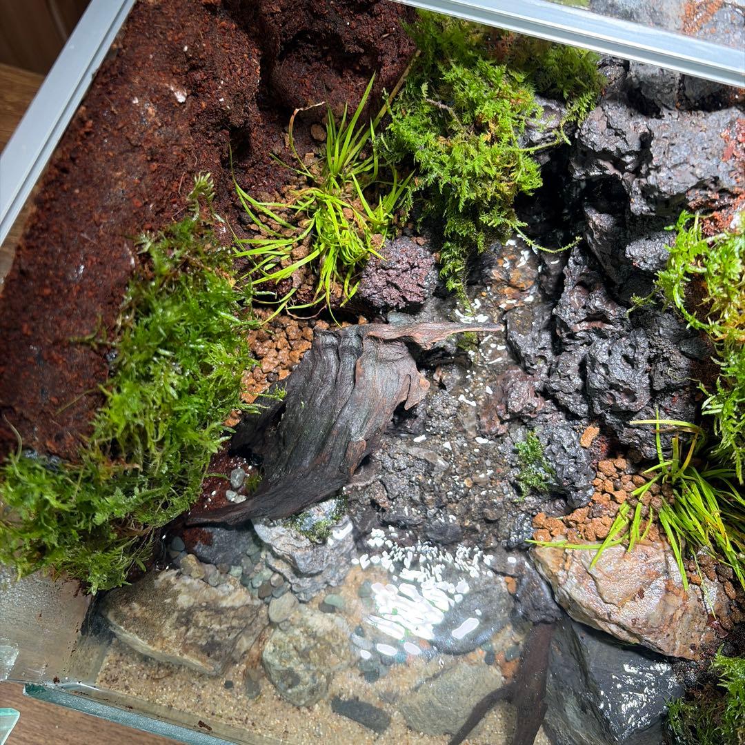 沢のあるアクアテラリウム