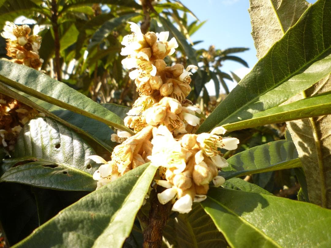 安心の日本みつばち　芳醇糖度81%優良品 非加熱　春はちみつ1,100g