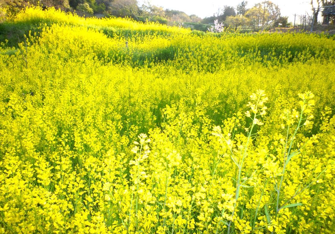 安心の日本みつばち　芳醇糖度81%優良品 非加熱　春はちみつ1,100g