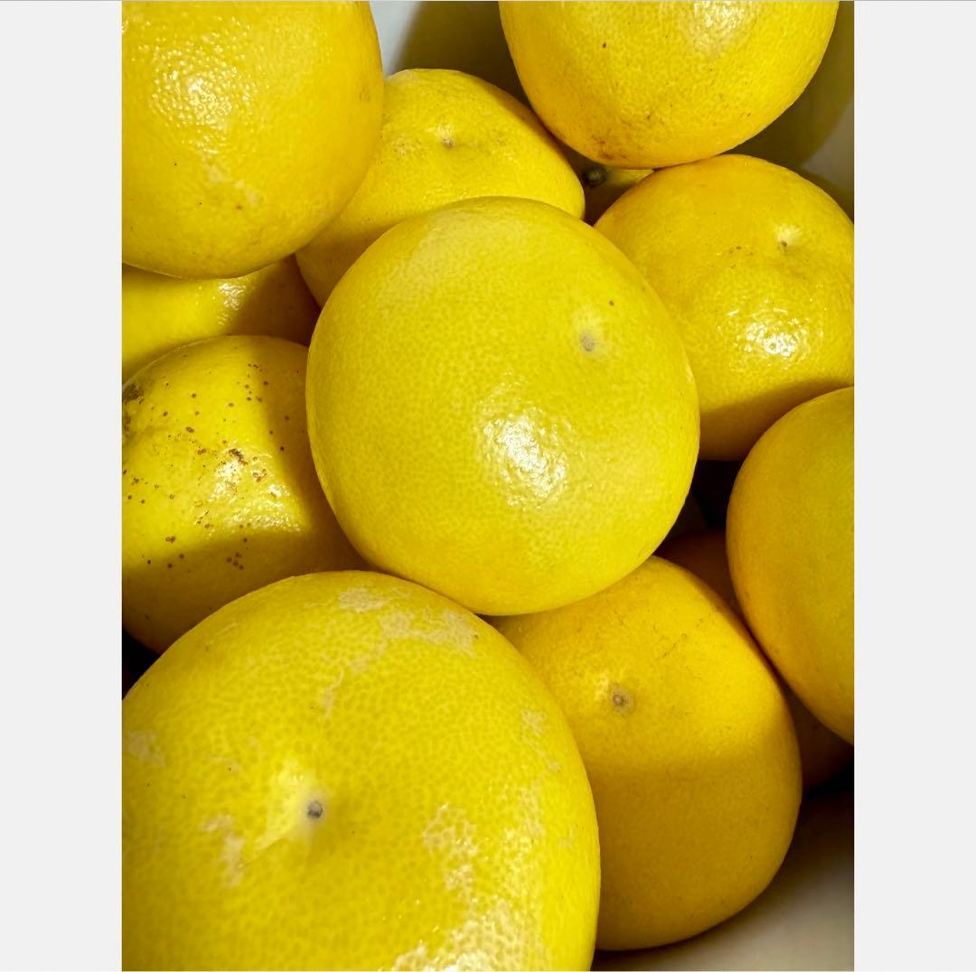 ㊱高知特産 露地栽培 土佐文旦 4L限定 文旦 約20kg 大玉 サイズ