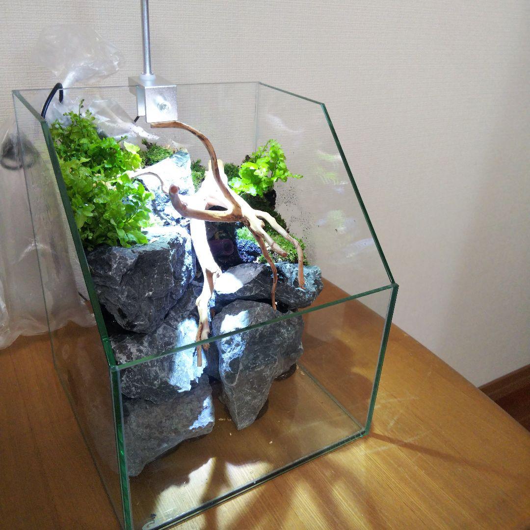 【受注生産】 苔テラリウム 苔ボトル ホソバオキナゴケ　アクアテラリウム