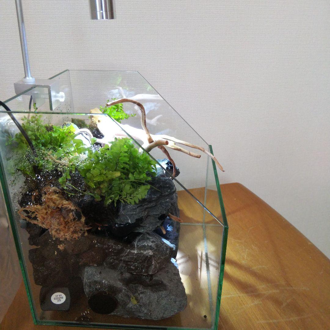 【受注生産】 苔テラリウム 苔ボトル ホソバオキナゴケ　アクアテラリウム